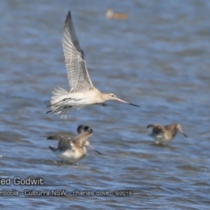 Limosa lapponica at Jervis Bay National Park - 12 Sep 2018