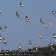 Limosa haemastica (Hudsonian Godwit) at Jervis Bay National Park - 12 Sep 2018 by CharlesDove