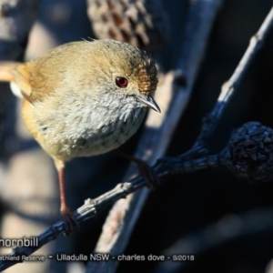 Acanthiza pusilla at South Pacific Heathland Reserve - 12 Sep 2018