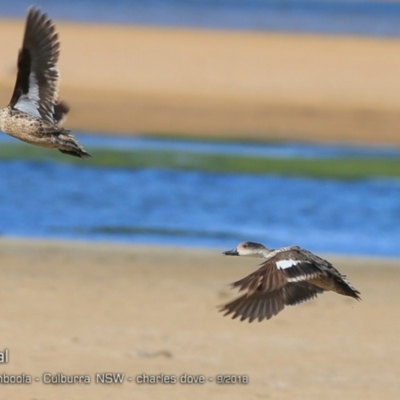 Anas gracilis (Grey Teal) at Jervis Bay National Park - 11 Sep 2018 by Charles Dove