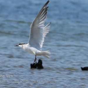 Gelochelidon macrotarsa at Jervis Bay National Park - 12 Sep 2018 12:00 AM