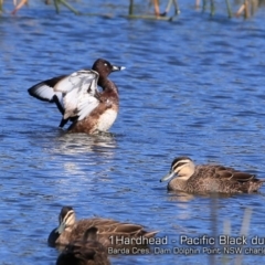 Aythya australis (Hardhead) at Burrill Lake, NSW - 14 Sep 2018 by CharlesDove