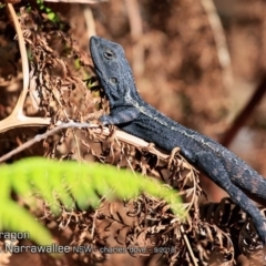 Amphibolurus muricatus (Jacky Lizard) at Narrawallee Foreshore and Reserves Bushcare Group - 13 Sep 2018 by CharlesDove