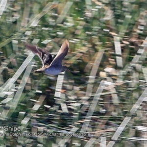 Gallinago hardwickii at Burrill Lake, NSW - 14 Sep 2018