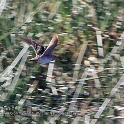 Gallinago hardwickii (Latham's Snipe) at Burrill Lake, NSW - 13 Sep 2018 by Charles Dove