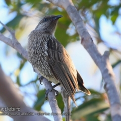 Anthochaera chrysoptera (Little Wattlebird) at Ulladulla, NSW - 12 Sep 2018 by CharlesDove