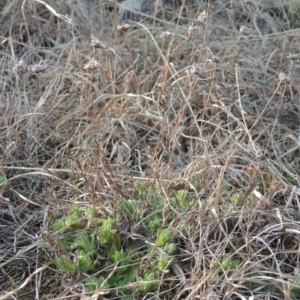 Leptorhynchos squamatus at Molonglo River Reserve - 11 Sep 2018 05:58 PM