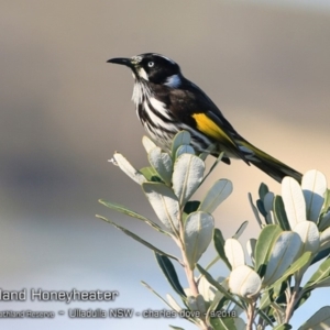 Phylidonyris novaehollandiae at South Pacific Heathland Reserve - 13 Sep 2018