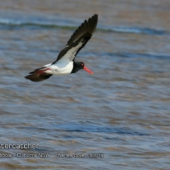 Haematopus longirostris (Australian Pied Oystercatcher) at Jervis Bay National Park - 12 Sep 2018 by CharlesDove