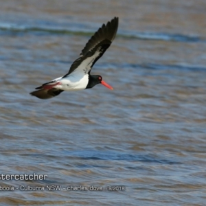 Haematopus longirostris at Jervis Bay National Park - 12 Sep 2018