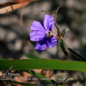 Dampiera sp. at South Pacific Heathland Reserve - 13 Sep 2018 12:00 AM