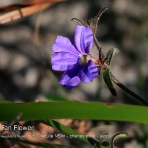 Dampiera sp. at South Pacific Heathland Reserve - 13 Sep 2018