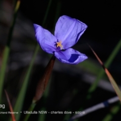 Patersonia sp. at South Pacific Heathland Reserve - 12 Sep 2018 by Charles Dove