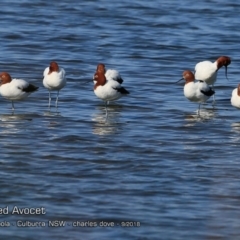 Recurvirostra novaehollandiae (Red-necked Avocet) at Jervis Bay National Park - 11 Sep 2018 by Charles Dove