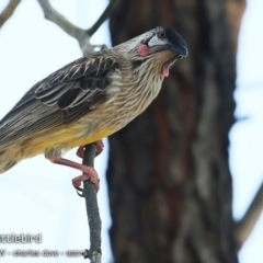 Anthochaera carunculata (Red Wattlebird) at Undefined - 4 Sep 2018 by CharlesDove