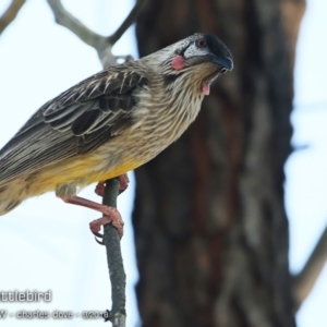 Anthochaera carunculata at undefined - 4 Sep 2018 12:00 AM