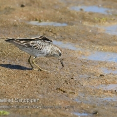 Calidris acuminata (Sharp-tailed Sandpiper) at Jervis Bay National Park - 14 Sep 2018 by CharlesDove