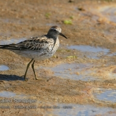 Calidris acuminata at Jervis Bay National Park - 14 Sep 2018 12:00 AM