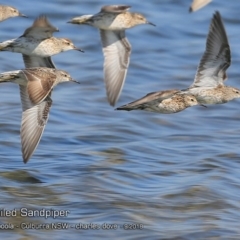 Calidris acuminata at Jervis Bay National Park - 14 Sep 2018 12:00 AM