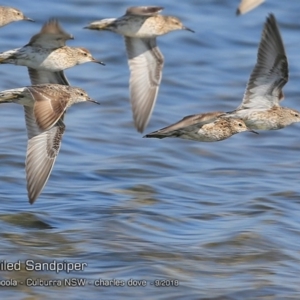 Calidris acuminata at Jervis Bay National Park - 14 Sep 2018 12:00 AM