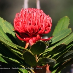 Telopea speciosissima (NSW Waratah) at South Pacific Heathland Reserve - 12 Sep 2018 by Charles Dove