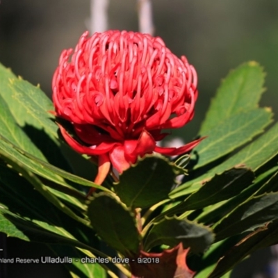 Telopea speciosissima (NSW Waratah) at South Pacific Heathland Reserve - 13 Sep 2018 by Charles Dove