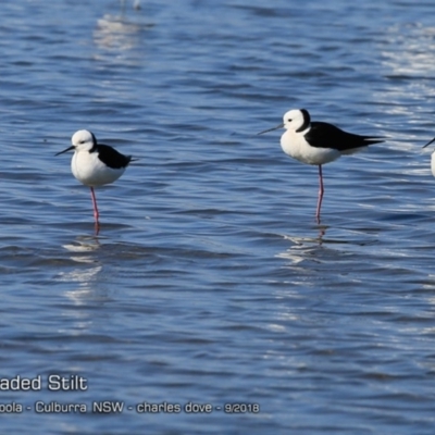 Himantopus leucocephalus (Pied Stilt) at Undefined - 11 Sep 2018 by Charles Dove