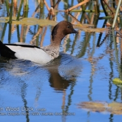 Chenonetta jubata (Australian Wood Duck) at Wairo Beach and Dolphin Point - 13 Sep 2018 by CharlesDove