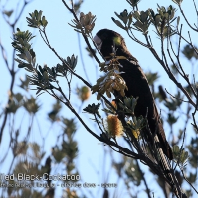 Zanda funerea (Yellow-tailed Black-Cockatoo) at South Pacific Heathland Reserve - 13 Sep 2018 by CharlesDove