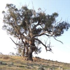 Eucalyptus bridgesiana (Apple Box) at Molonglo, ACT - 11 Sep 2018 by michaelb