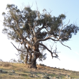 Eucalyptus bridgesiana at Molonglo River Reserve - 11 Sep 2018