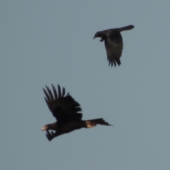 Corvus coronoides (Australian Raven) at Molonglo River Reserve - 11 Sep 2018 by michaelb