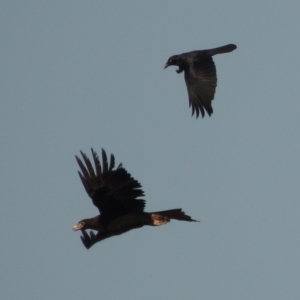 Corvus coronoides at Molonglo River Reserve - 11 Sep 2018