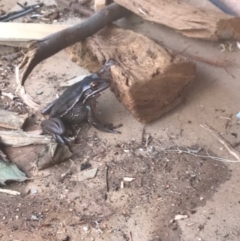 Litoria aurea (Green and Golden Bell Frog) at Bawley Point, NSW - 12 Sep 2018 by Marg