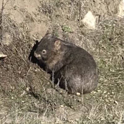 Vombatus ursinus (Common wombat, Bare-nosed Wombat) at Bungendore, NSW - 16 Sep 2018 by yellowboxwoodland