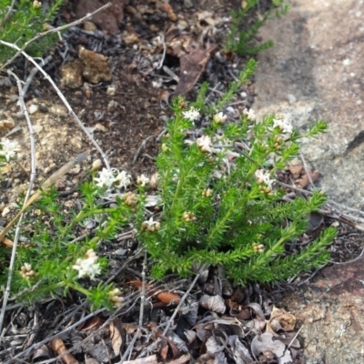 Asperula conferta (Common Woodruff) at Griffith Woodland - 14 Sep 2018 by ianandlibby1