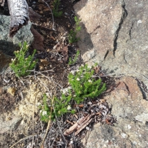 Asperula conferta at Griffith, ACT - 15 Sep 2018