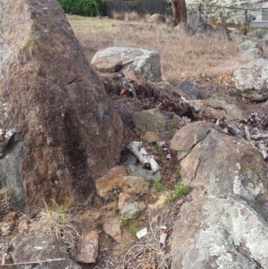 Asperula conferta at Griffith, ACT - 15 Sep 2018