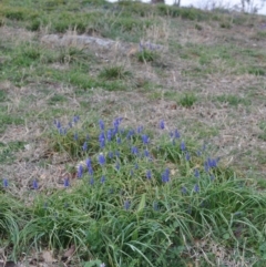 Muscari armeniacum (Grape Hyacinth) at Griffith Woodland - 15 Sep 2018 by ianandlibby1