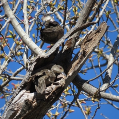 Anas gracilis (Grey Teal) at Mount Ainslie to Black Mountain - 15 Sep 2018 by KumikoCallaway