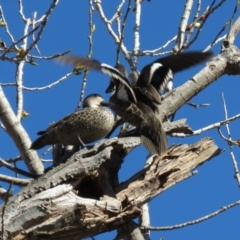 Anas gracilis at Campbell, ACT - 16 Sep 2018 08:58 AM