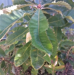 Banksia serrata at Undefined - 15 Sep 2018 by MacPherson