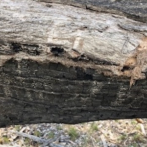 Papyrius nitidus at Red Hill, ACT - 9 Sep 2018