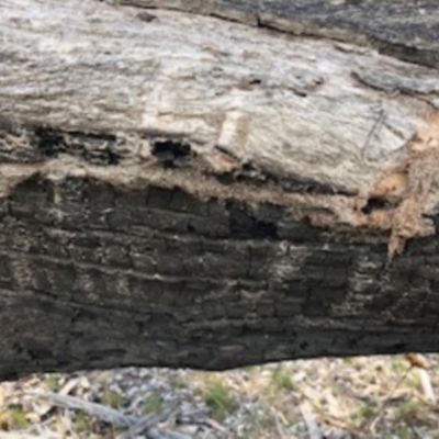 Papyrius nitidus (Shining Coconut Ant) at Red Hill, ACT - 9 Sep 2018 by Ratcliffe