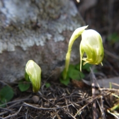 Pterostylis nutans (Nodding Greenhood) at Point 5438 - 16 Sep 2018 by ClubFED