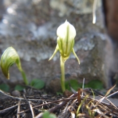 Pterostylis nutans at Undefined Area - suppressed