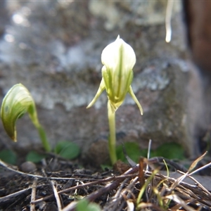 Pterostylis nutans at Point 5439 - suppressed