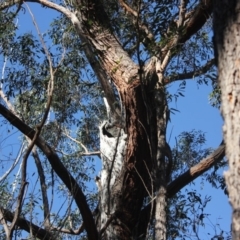 Native tree with hollow(s) (Native tree with hollow(s)) at Mogo State Forest - 16 Sep 2018 by nickhopkins