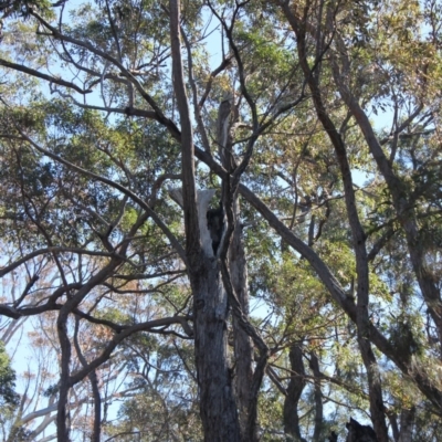 Native tree with hollow(s) (Native tree with hollow(s)) at Mogo State Forest - 15 Sep 2018 by nickhopkins