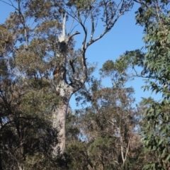 Native tree with hollow(s) (Native tree with hollow(s)) at Mogo State Forest - 15 Sep 2018 by nickhopkins